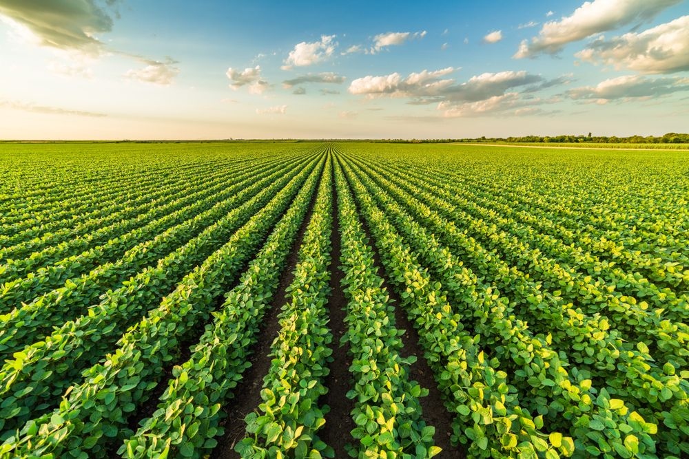 Agricultural Fields