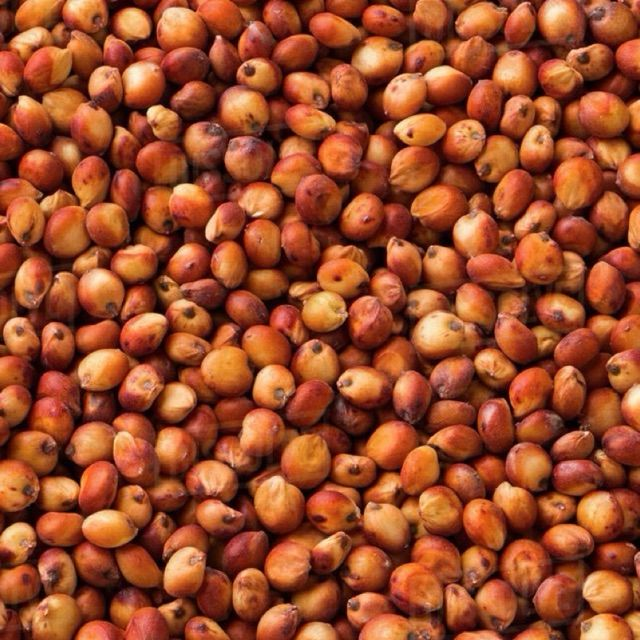 Red Sorghum