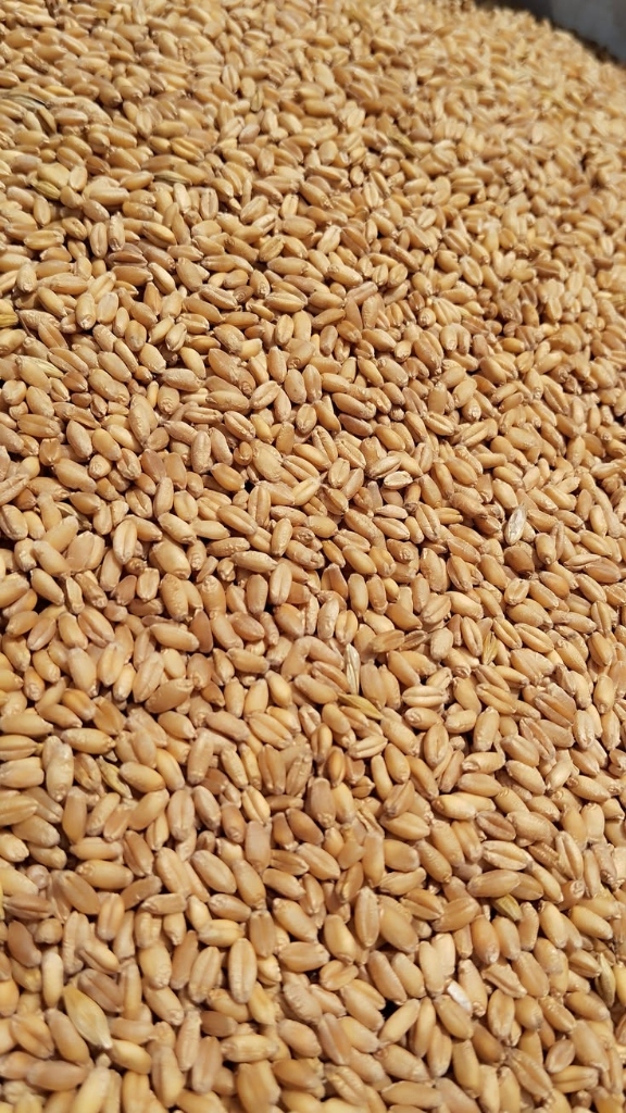 1st Grade Milling Wheat